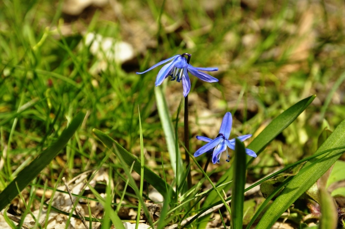 Ladoňky